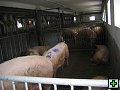 thn_Troubelice 2006 040.jpg